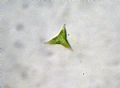 Goniochloris smithii